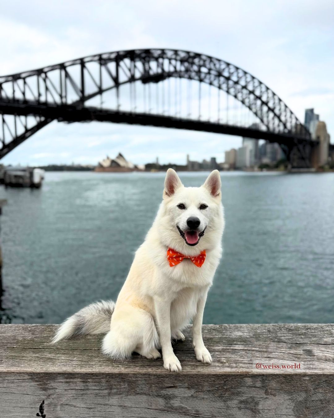 Thunderbolt Dog & Cat Bow Tie