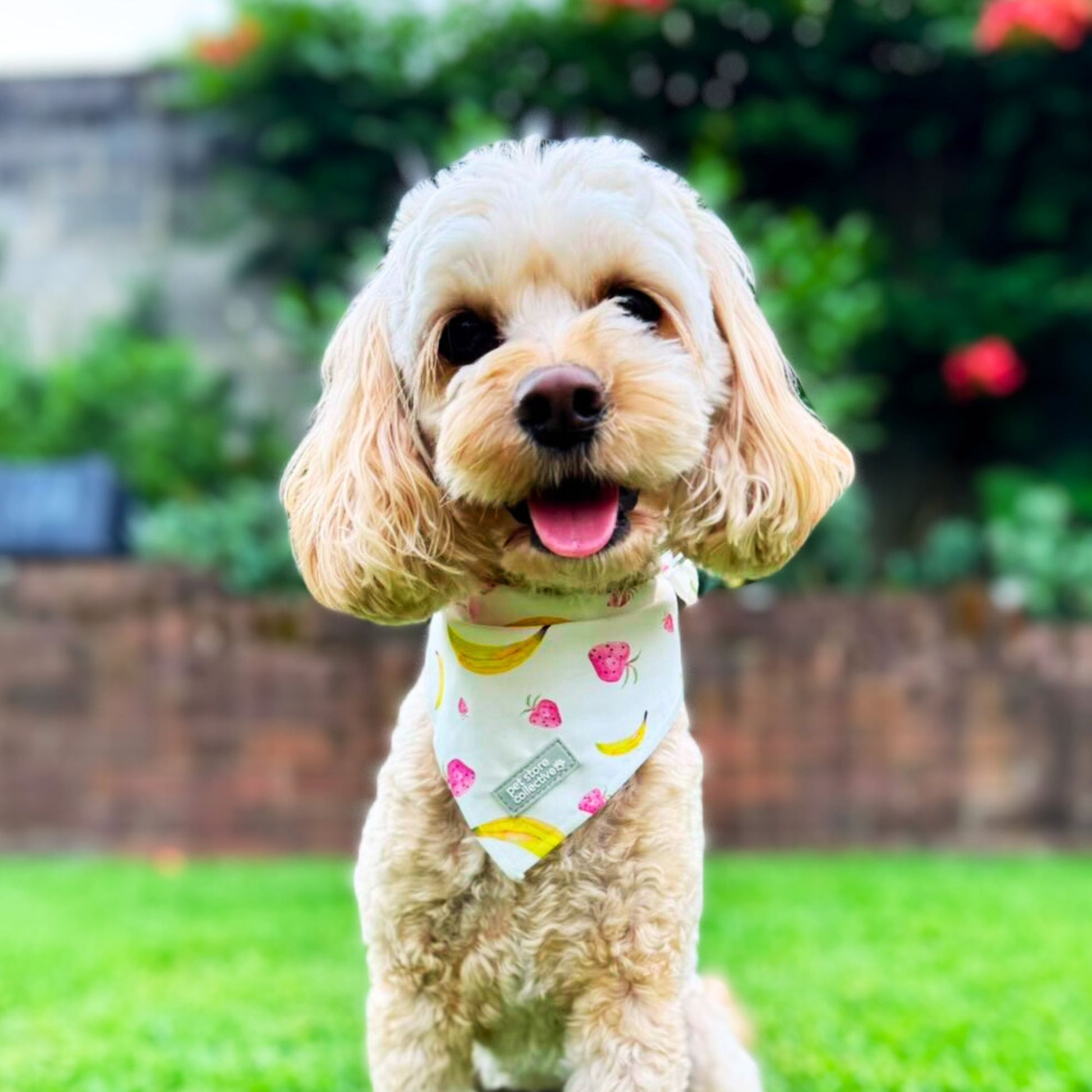 Small cream Spoodle sitting on green grass wearing our Tropical Dog Bandana in vibrant strawberry and banana print, perfect for a stylish summer look.