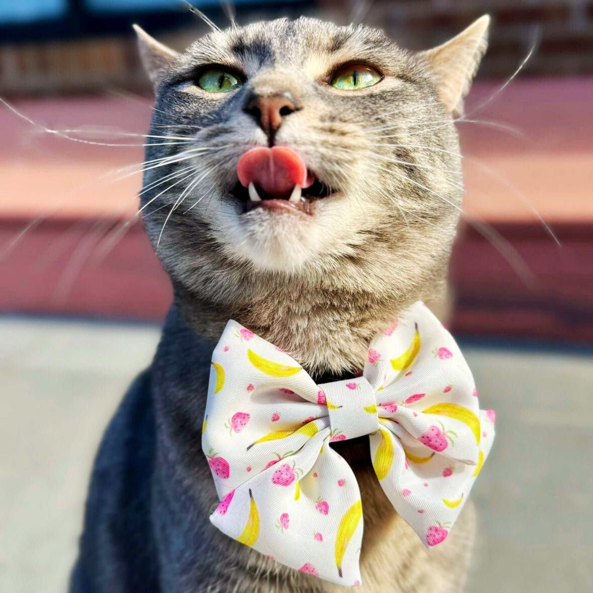 Grey tabby cat wearing our Tropical Sailor Bowtie in vibrant fruit print, with pink strawberries and yellow bananas, showing off a playful summer look for pets.
